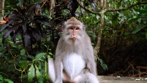 Grey monkey in the jungle forest close to camera, among green tropical leaves. Stock Footage 127899522