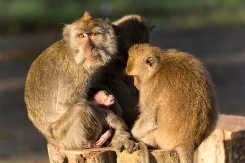 GREY MONKEY Stock Photos