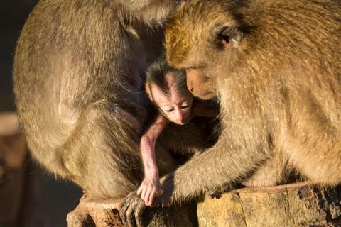 GREY MONKEY Stock Photos