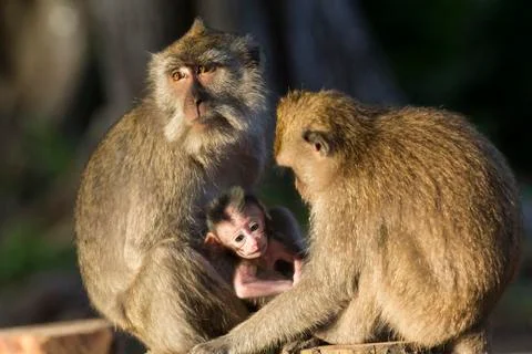 GREY MONKEY Stock Photos