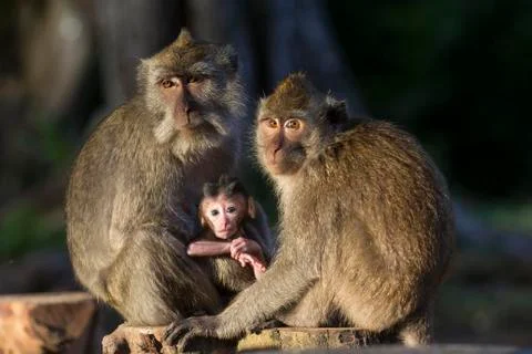 GREY MONKEY Stock Photos