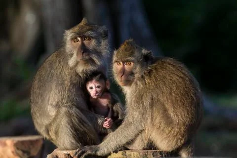 GREY MONKEY Stock Photos