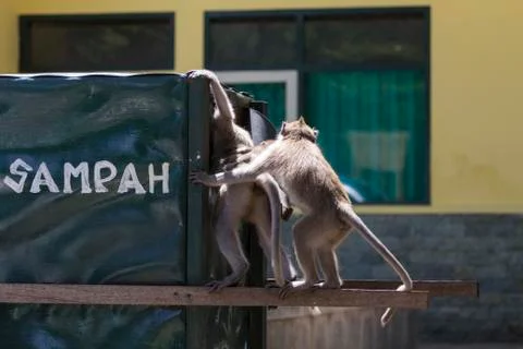 GREY MONKEY Stock Photos