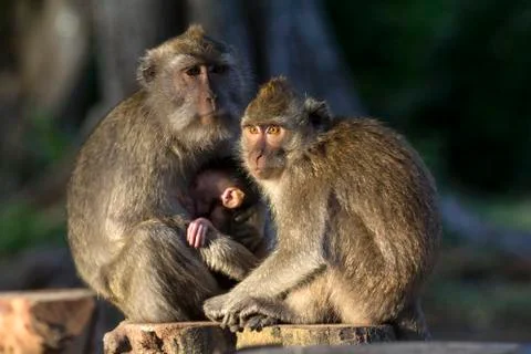 GREY MONKEY Stock Photos