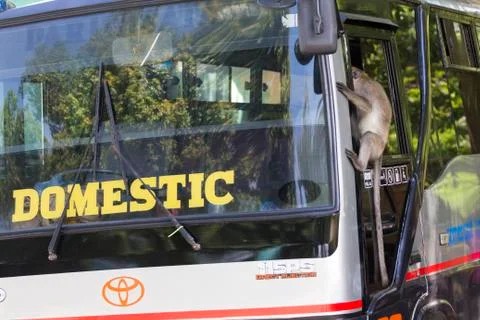 GREY MONKEY Stock Photos