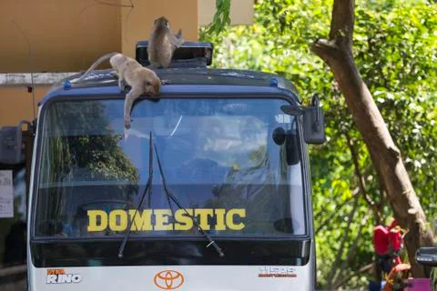 GREY MONKEY Stock Photos