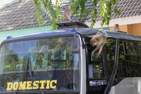 GREY MONKEY Stock Photos