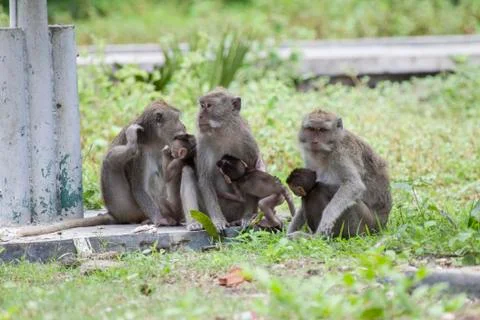 GREY MONKEY Stock Photos