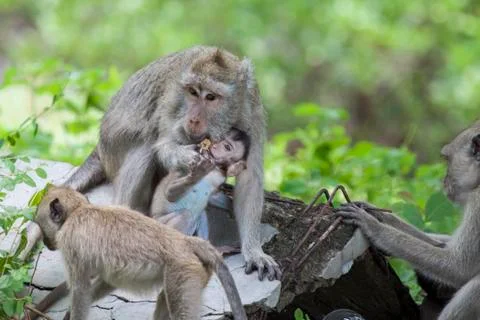 GREY MONKEY Stock Photos