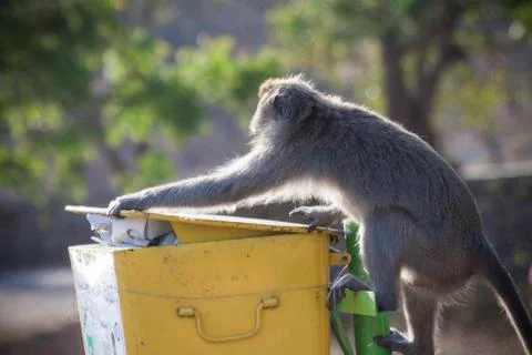 GREY MONKEY Stock Photos