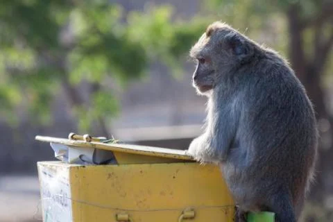 GREY MONKEY Stock Photos