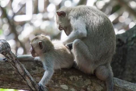 GREY MONKEY Stock Photos