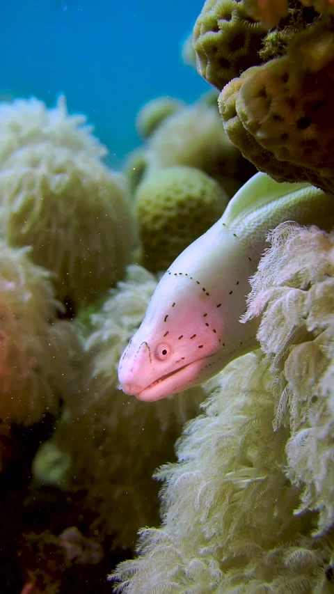 Grey Moray 2 Stock Footage 225434381