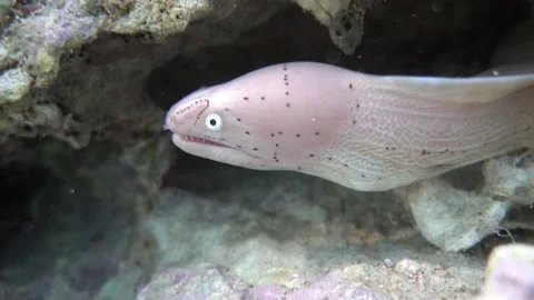 Grey Moray eel (Gymnothorax griseus) , Red sea, 4K video clip Video stock 158477824