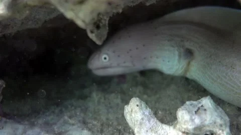 Grey Moray eel (Gymnothorax griseus) , Red sea, 4K video clip Stock Footage 158480041