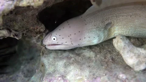Grey Moray eel (Gymnothorax griseus) , Red sea, 4K video clip Stock Footage 158480721