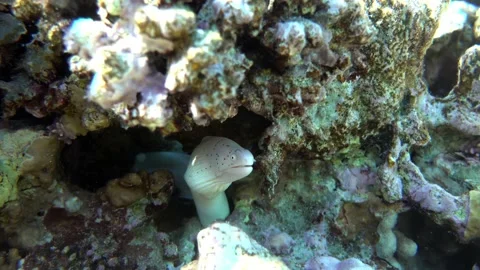Grey Moray eel (Gymnothorax griseus) , Red sea, 4K video clip Stock Footage 159879574