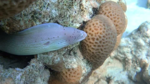 Grey Moray eel (Gymnothorax griseus) , Red sea, 4K video clip Vidéo 159879981