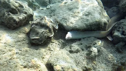 Grey Moray eel (Gymnothorax griseus) , Red sea, 4K video clip Stockbeeldmateriaal 169217022