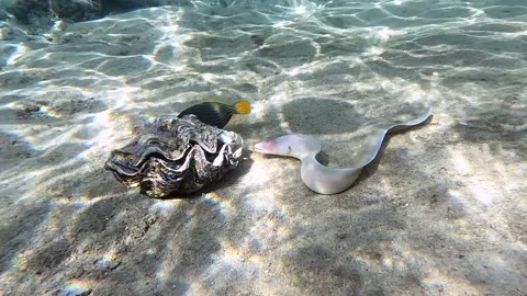 Grey Moray eel (Gymnothorax griseus) , Red sea, 4K video clip 스톡 동영상 169225454