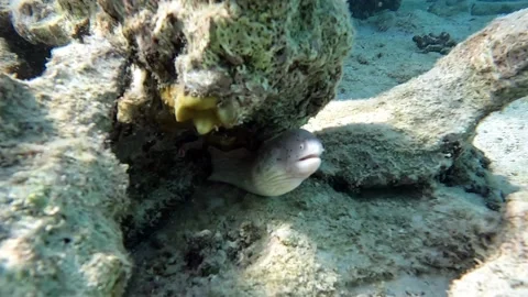 Grey Moray eel (Gymnothorax griseus) , Red sea, 4K video clip 動画素材 169233090