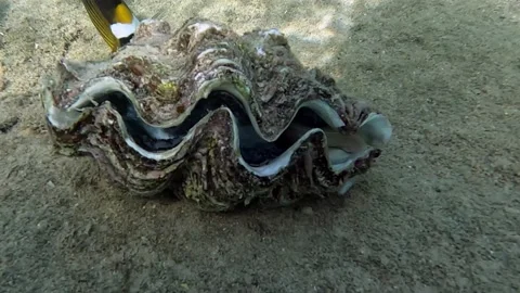 Grey Moray eel (Gymnothorax griseus) , Red sea, 4K video clip Vidéo 169240373