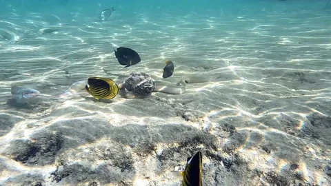 Grey Moray eel (Gymnothorax griseus) , Red sea, 4K video clip Stock Footage 169270744