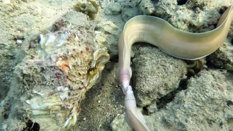 Grey Moray eel (Gymnothorax griseus) , Red sea, 4K video clip Stock Footage 169332745