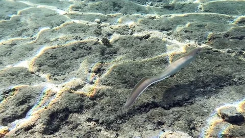 Grey Moray eel (Gymnothorax griseus) , Red sea, 4K video clip 스톡 동영상 169370214