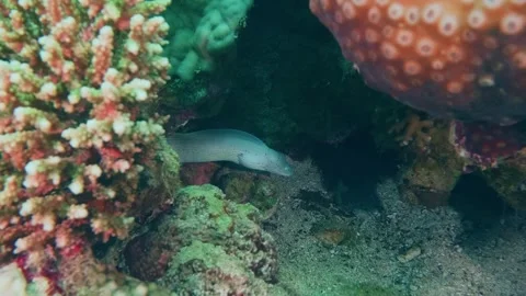 Grey Moray Eel Gymnothorax griseus with distinctive black head spots alongside r Stock Footage 311925533