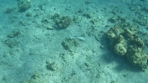 Grey Moray Eel in open ocean underwater fish marine life scuba diving Red Sea  Stock Footage 251264590