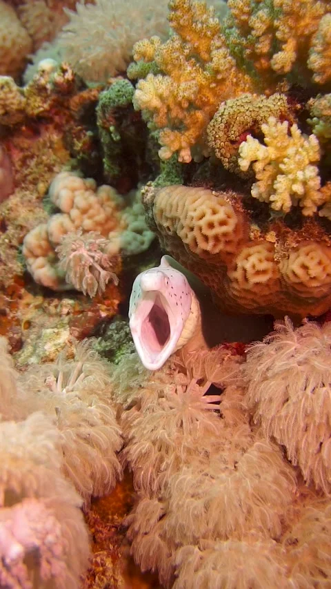 Grey Moray Stock Footage 225443629