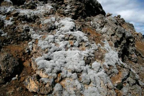 Grey moss Stock Photos