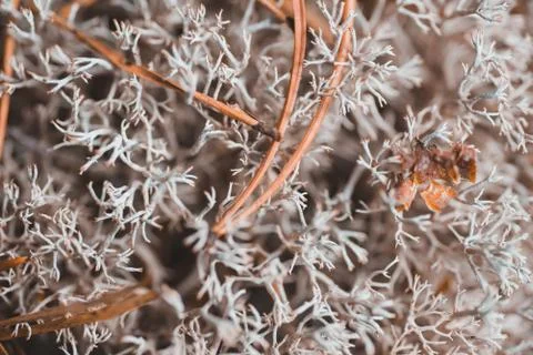 Grey moss texture in the forest Stock Photos