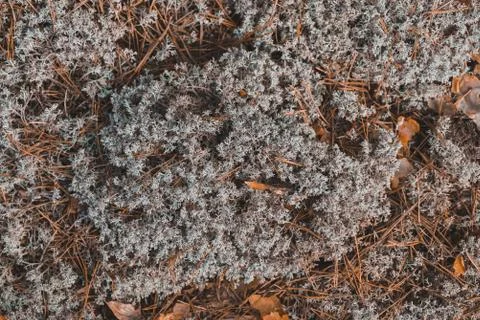 Grey moss texture in the forest Stock Photos