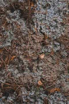Grey moss texture in the forest Stock Photos
