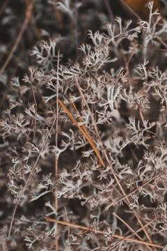 Grey moss texture in the forest Stock Photos