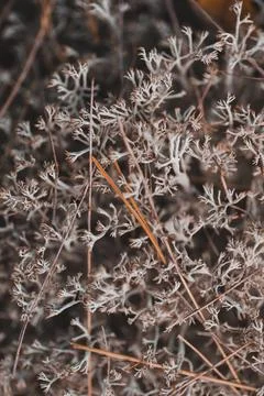 Grey moss texture in the forest Stock Photos