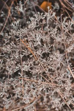 Grey moss texture in the forest Stock Photos