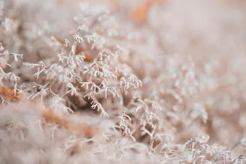 Grey moss texture in the forest Stock Photos