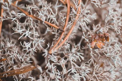 Grey moss texture in the forest Stock Photos