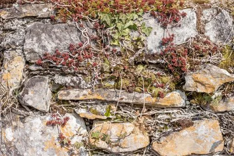 Grey mossy wall background Stock-Fotos