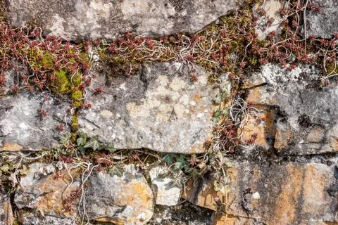 Grey mossy wall background Stock Photos