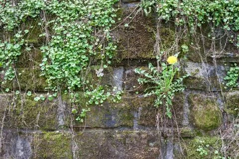 Grey mossy wall background Stock Photos