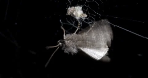 Grey Moth Stuck Spider Web Trying to Get Free at Night 10bit, 4K Stock Footage 67873341