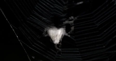 Grey Moth Stuck Spider Web Trying to Get Free at Night 10bit, 4K Stock Footage