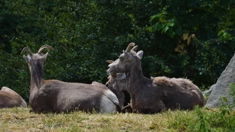 Grey mountain goat sitting Stock Footage 254929653