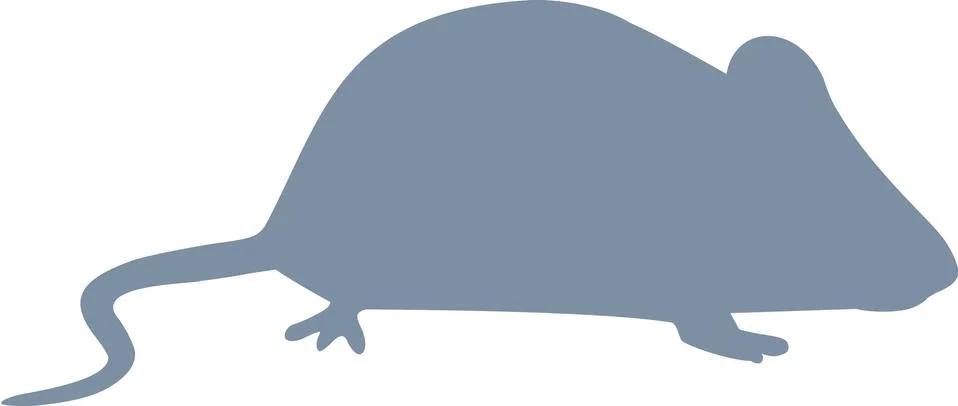 Grey Mouse Stock Illustration