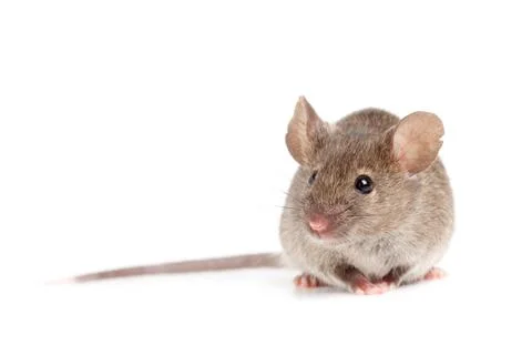 Grey mouse isolated on white Stock Photos