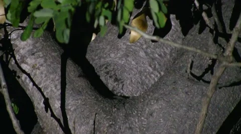Grey Mouse Lemur coming out of tree hole at night looking around Stock Footage 54203979